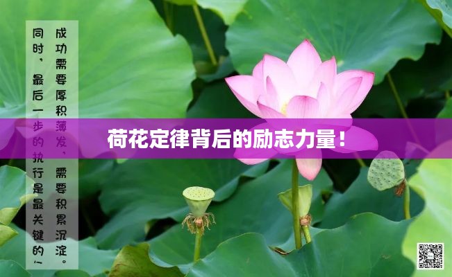 荷花定律背后的励志力量！