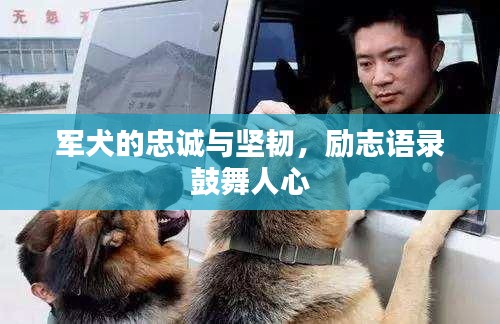 军犬的忠诚与坚韧，励志语录鼓舞人心