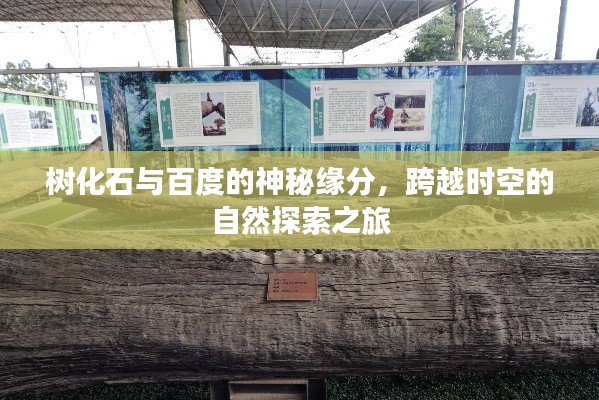 树化石与百度的神秘缘分，跨越时空的自然探索之旅