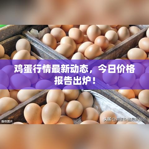 鸡蛋行情最新动态，今日价格报告出炉！