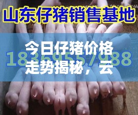 今日仔猪价格走势揭秘，云南市场最新动态一网打尽