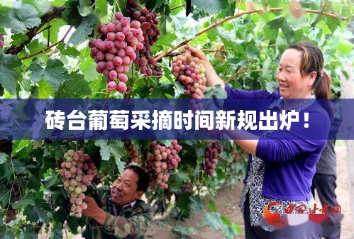 砖台葡萄采摘时间新规出炉！