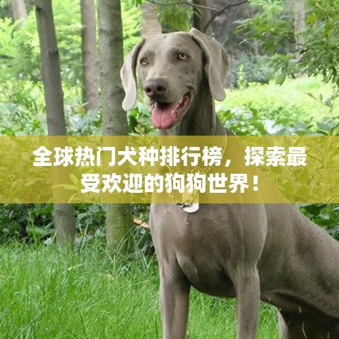 文质彬彬