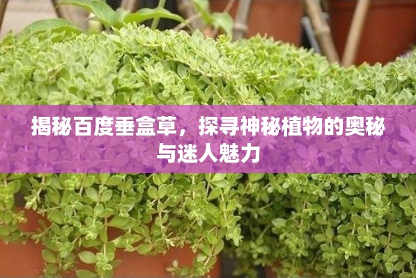 揭秘百度垂盒草，探寻神秘植物的奥秘与迷人魅力