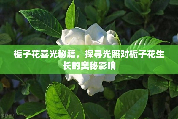栀子花喜光秘籍，探寻光照对栀子花生长的奥秘影响
