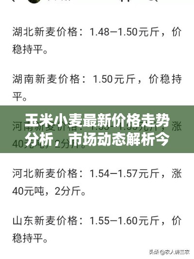 玉米小麦最新价格走势分析，市场动态解析今日行情