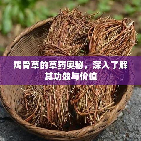 鸡骨草的草药奥秘，深入了解其功效与价值