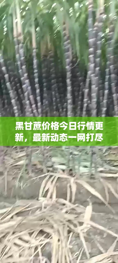 黑甘蔗价格今日行情更新，最新动态一网打尽！