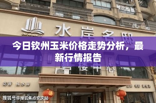 今日钦州玉米价格走势分析，最新行情报告