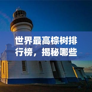 世界最高棕树排行榜，揭秘哪些棕树高耸入云！