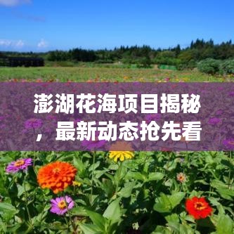 澎湖花海项目揭秘，最新动态抢先看！