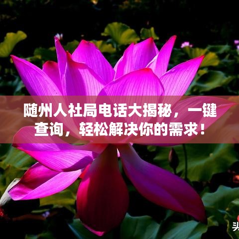 随州人社局电话大揭秘，一键查询，轻松解决你的需求！