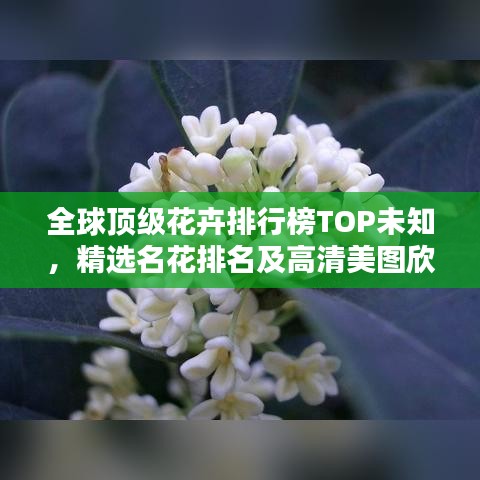 全球顶级花卉排行榜TOP未知，精选名花排名及高清美图欣赏