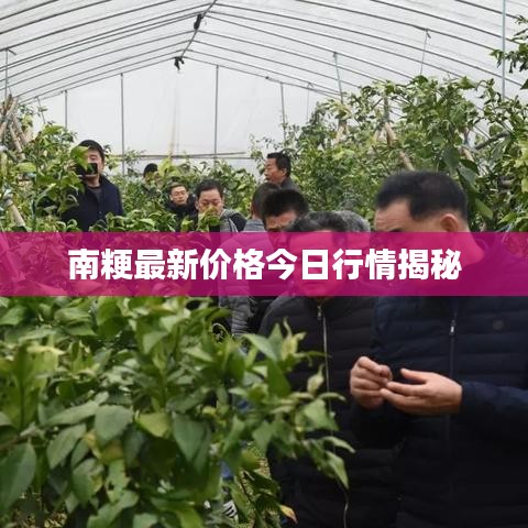 南粳最新价格今日行情揭秘