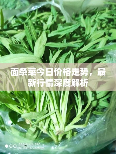 面条菜今日价格走势，最新行情深度解析