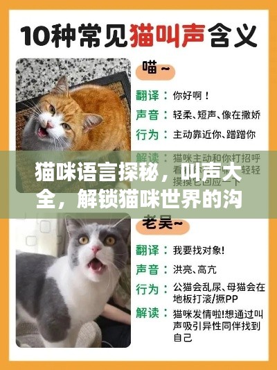 猫咪语言探秘，叫声大全，解锁猫咪世界的沟通密码！