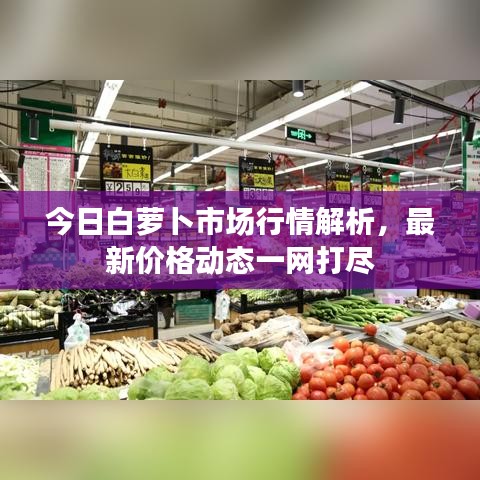 今日白萝卜市场行情解析，最新价格动态一网打尽