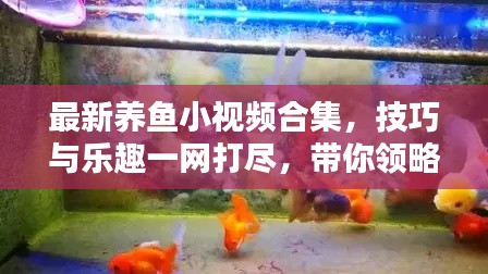 最新养鱼小视频合集，技巧与乐趣一网打尽，带你领略养鱼新境界