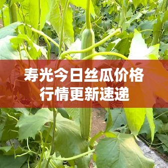 寿光今日丝瓜价格行情更新速递