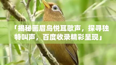「揭秘画眉鸟悦耳歌声，探寻独特叫声，百度收录精彩呈现」