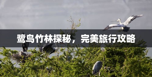 鹭鸟竹林探秘，完美旅行攻略