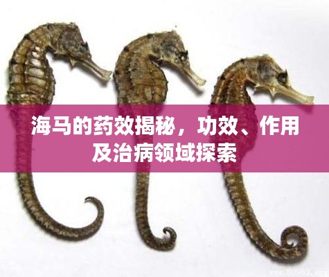 海马的药效揭秘，功效、作用及治病领域探索