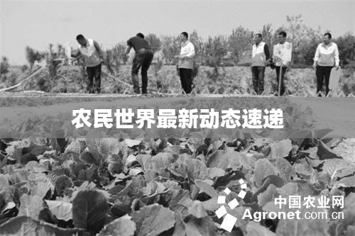 农民世界最新动态速递