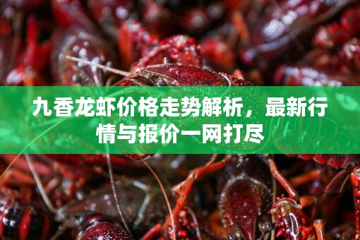 九香龙虾价格走势解析，最新行情与报价一网打尽