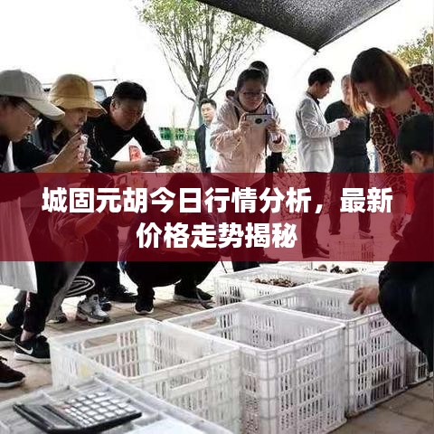 城固元胡今日行情分析，最新价格走势揭秘