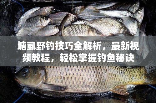 塘虱野钓技巧全解析，最新视频教程，轻松掌握钓鱼秘诀