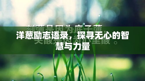 洋葱励志语录，探寻无心的智慧与力量