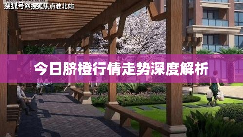 今日脐橙行情走势深度解析