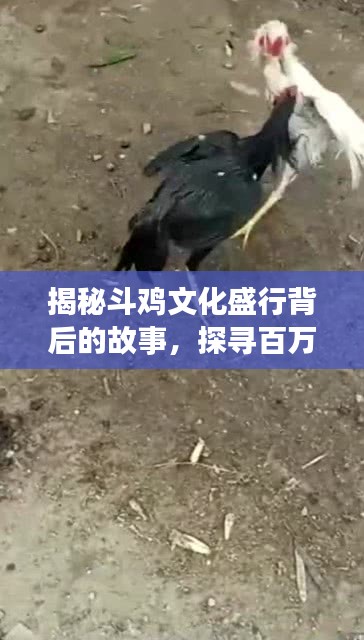 揭秘斗鸡文化盛行背后的故事，探寻百万斗鸡的传奇之旅