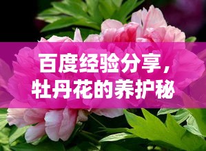 百度经验分享，牡丹花的养护秘籍