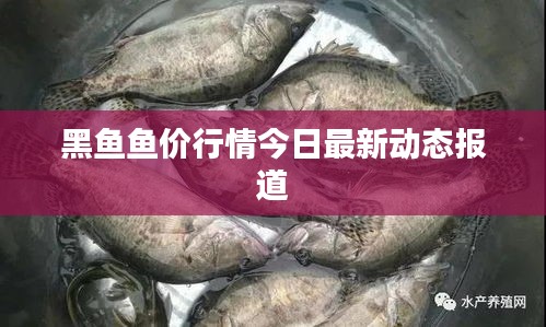 黑鱼鱼价行情今日最新动态报道