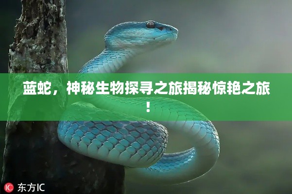 蓝蛇，神秘生物探寻之旅揭秘惊艳之旅！