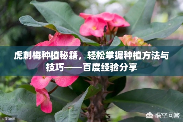 虎刺梅种植秘籍，轻松掌握种植方法与技巧——百度经验分享