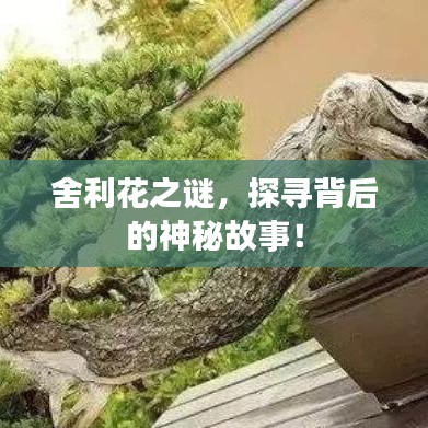 舍利花之谜，探寻背后的神秘故事！