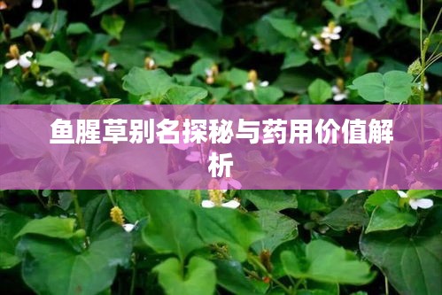 鱼腥草别名探秘与药用价值解析