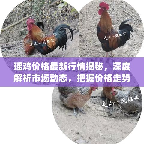 瑶鸡价格最新行情揭秘，深度解析市场动态，把握价格走势！