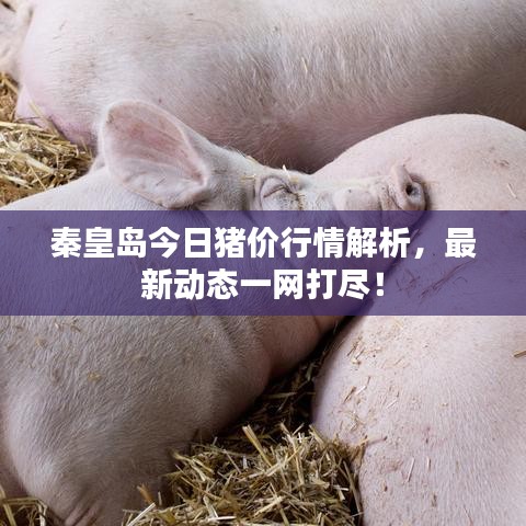 秦皇岛今日猪价行情解析，最新动态一网打尽！