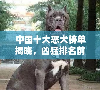 中国十大恶犬榜单揭晓，凶猛排名前十的犬种全解析