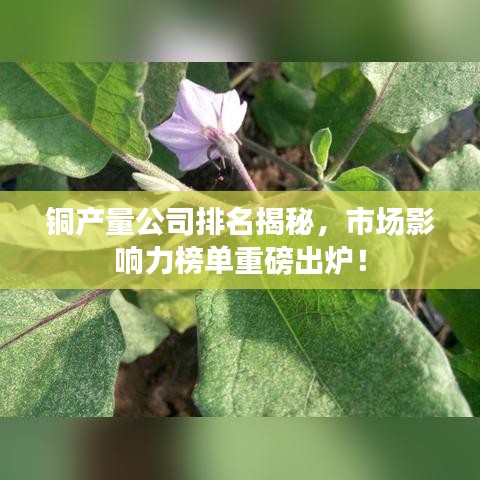 铜产量公司排名揭秘，市场影响力榜单重磅出炉！