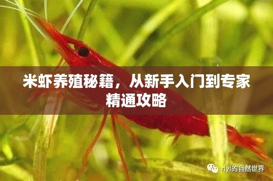 米虾养殖秘籍，从新手入门到专家精通攻略