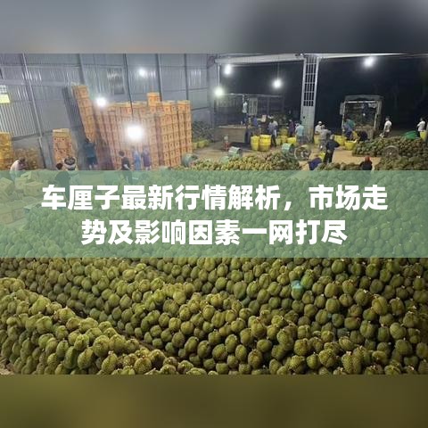 车厘子最新行情解析，市场走势及影响因素一网打尽