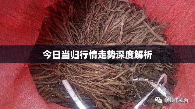 今日当归行情走势深度解析