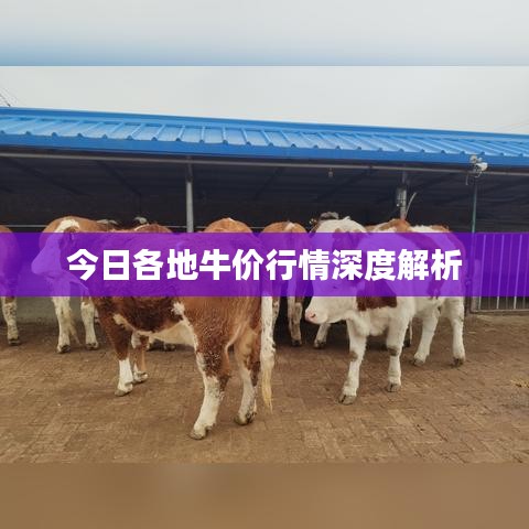 今日各地牛价行情深度解析