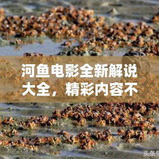 河鱼电影全新解说大全，精彩内容不容错过！