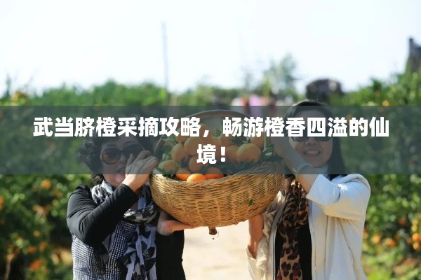 武当脐橙采摘攻略，畅游橙香四溢的仙境！
