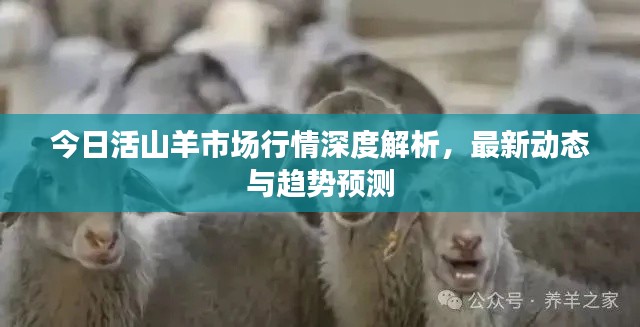 今日活山羊市场行情深度解析，最新动态与趋势预测